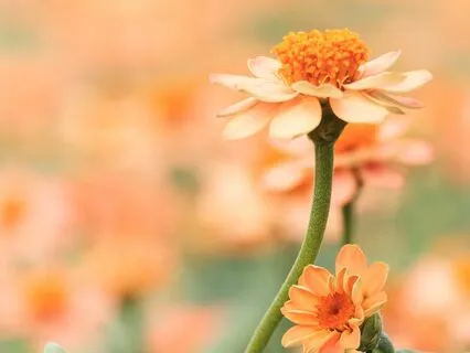 30 Days Of Affirmations - Day 11 - Contentment