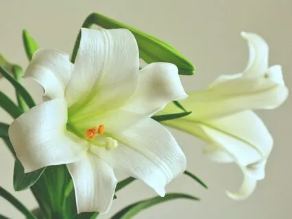 30 Days Of Affirmations - Day 1 - Forgiveness