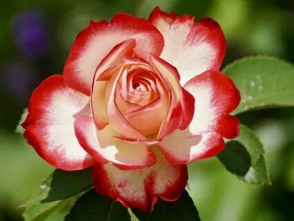 30 Days Of Affirmations - Day 6 - Humility