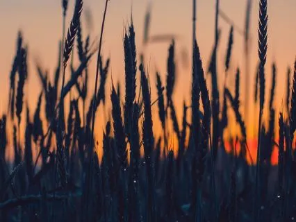 Harvest Frequencies Unfolding Calm