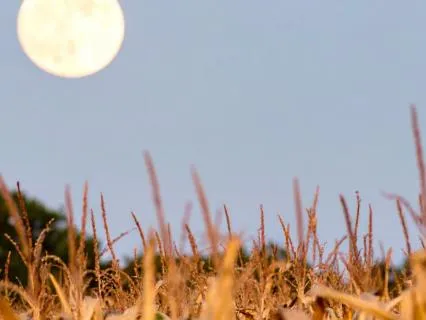 Harvest Full Moon Meditation: Gather What You’ve Grown