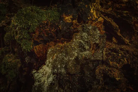 Harvest - Full Moon Series 