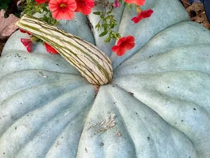 Harvest Gratitude Meditation For Autumn