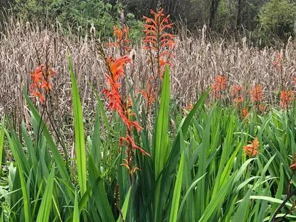 Harvesting Harmony Within