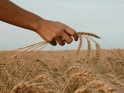 Harvesting Wisdom From Seeds Of Doubt