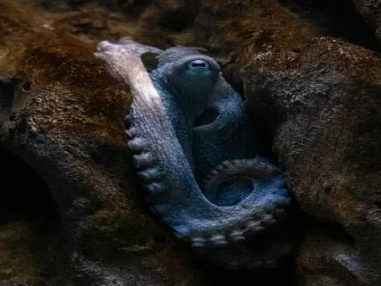 Hashti The Octopus (Bedtime Story)