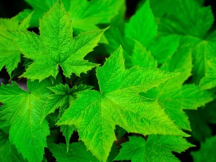 ハートチャクラ(第四チャクラ)のための瞑想用サウンド