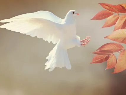 Have Faith