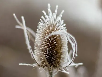 Have You Ever Froze?