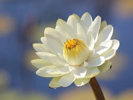 Havening Exercise To Stop Anticipatory Anxiety Ruminations