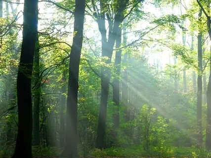 Having Emotions Over For A Visit (Being With And Working With Emotions) 