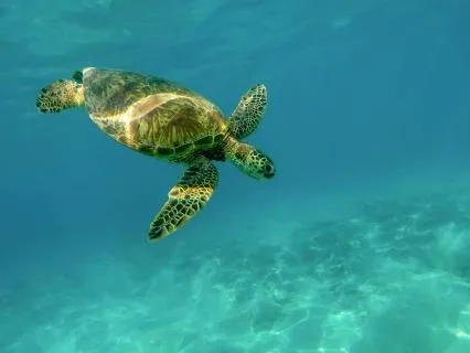 Hawaiian Dreams: Bedtime Story For Sleep + 8-Hr Ocean Waves