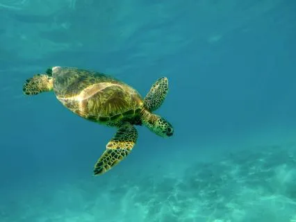 Hawaiian Dreams: Bedtime Story For Sleep (With Ocean Waves)