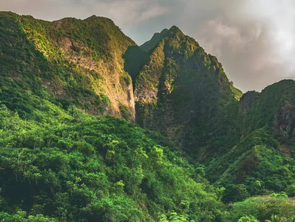 Hawaiian Rainforest