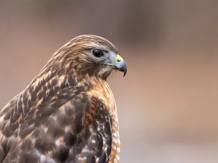 Hawk Wisdom Visualization 