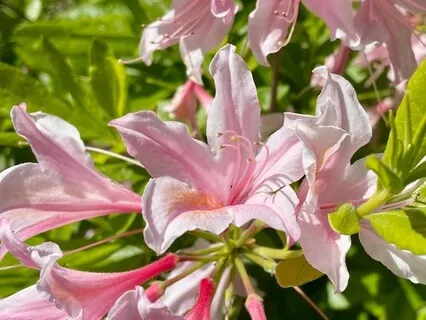 Hazy, Light Feelings Of Contentedness And Joy | For Peace