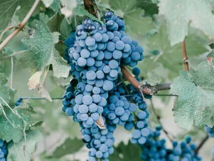 He Will Therefore I Am