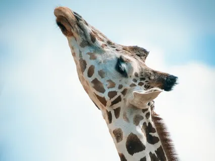Head Balancing On The Neck