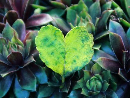 Head To Heart Meditation For Deep Sleep