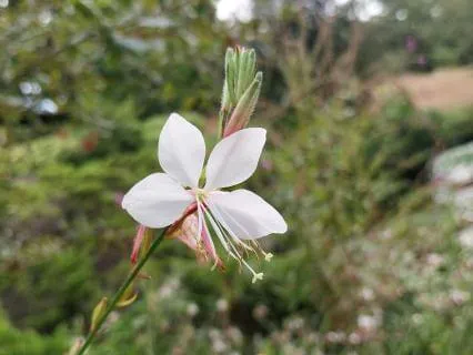 Headache And Migraine Relief