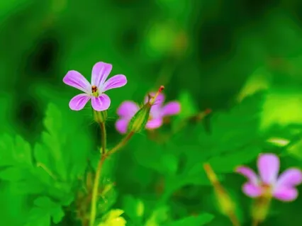 Headache Healing Regeneration - Reset Meditation