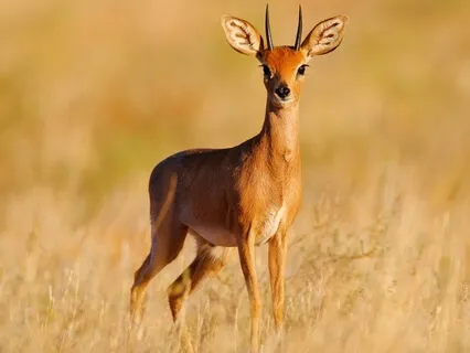 Heading Anxiety Off At The Pass