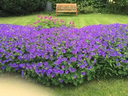 Headland Meadow Ice Cream Vacation 