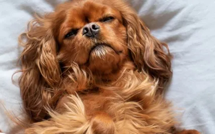 Heal And Relax Your Body Sleep Meditation