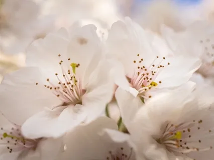 Heal Anxiety Meditation