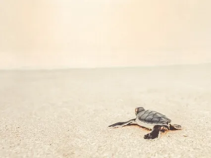 Sound Healing for Anxiety & Overwhelm - Light Language Song