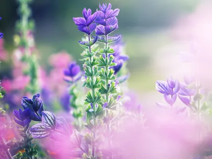 Heal In Place. Fill Your still. (Toxic Shame)