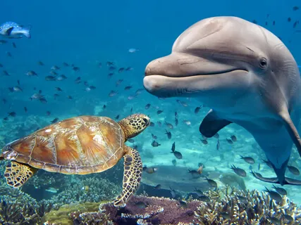 Incredible Healing Journey Through The Ocean