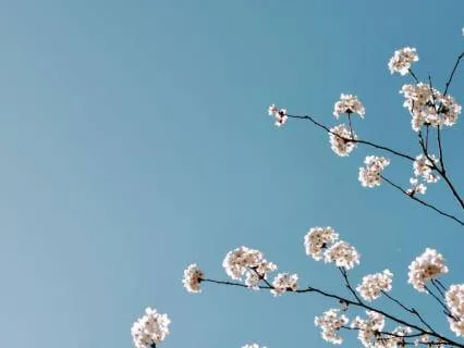 Heal Trauma