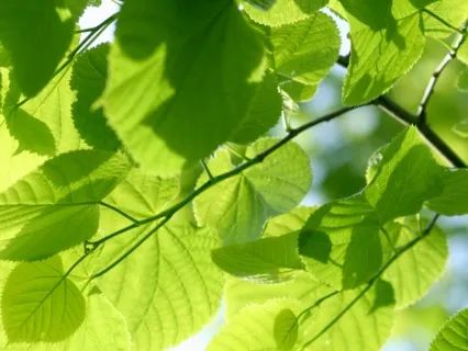 Heal With The Breath