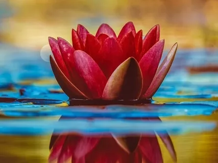 Heal Your Heart Chakra