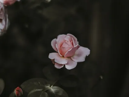 Heal Your Inner Child