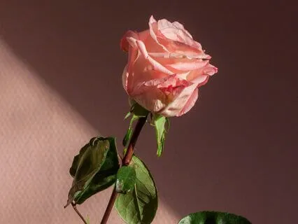 Heal Your Inner Critic With Self-Compassion