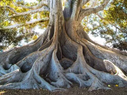 Heal Your Root & Sacral Chakras 396 Hz + 417 Hz Tuning Forks