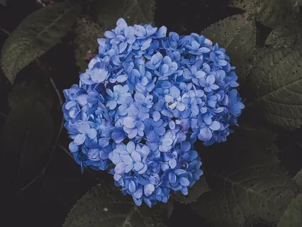 Heal your Thymus Chakra