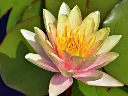 Heal Your Wounds, Heal The World