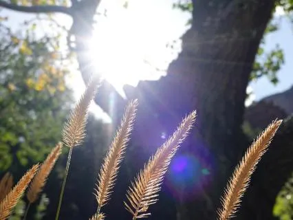 Healer's Guided Energy Healing For Someone In Need