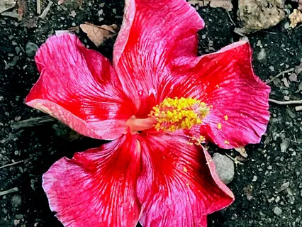 Healing A Divided Mind