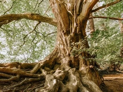 Healing Affirmations To Feel Worthy, Grounded & Supported