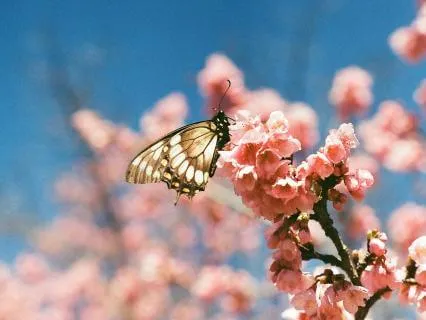 Healing Affirmations: All That I Touch Is Blessed.