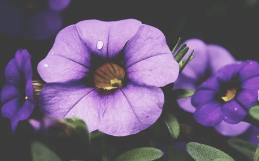 Healing Affirmations: I Am Not This Body. I Am Not This Mind