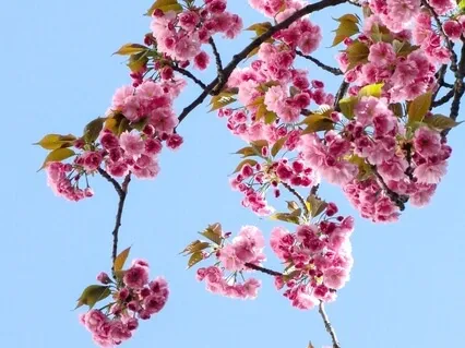 Healing Affirmations 