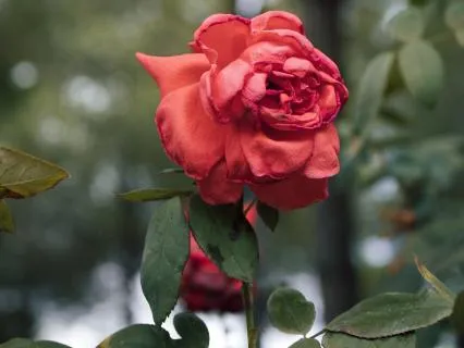 Healing After Surgery: Immediate Post-Op Support