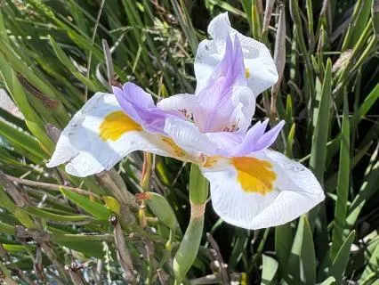 Healing After Surgery