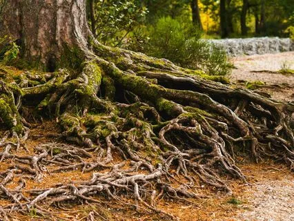 Healing Ancestral Wounds