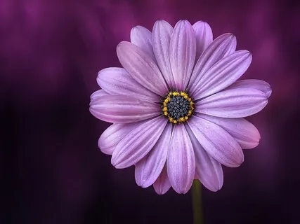 Healing & Balancing the Body